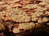 Xylobolus frustulatus image