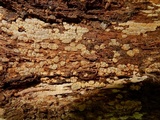Xylobolus frustulatus image