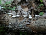 Poronidulus conchifer image