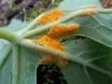 Allodus podophylli image