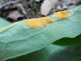 Allodus podophylli image