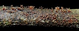 Tubercularia lateritia image
