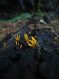 Calocera cornea image