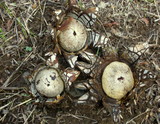 Astraeus pteridis image