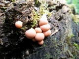 Lycogala epidendrum image