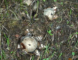 Astraeus pteridis image
