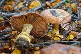 Cortinarius subcastanellus image