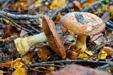 Cortinarius subcastanellus image