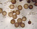 Astraeus pteridis image