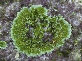 Physcia subtilis image