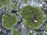 Physcia subtilis image