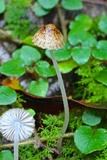 Hydropus funebris image