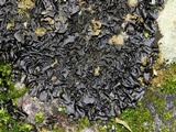 Leptogium cyanescens image