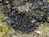 Leptogium cyanescens image