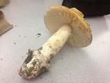 Amanita vernicoccora image