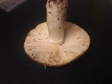 Amanita vernicoccora image