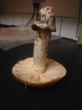 Amanita vernicoccora image