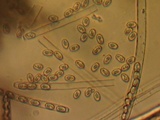 Peziza proteana f. proteana image