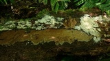 Rigidoporus sanguinolentus image