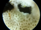Rigidoporus sanguinolentus image