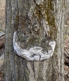 Phellinus igniarius image