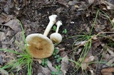 Amanita brunnescens image
