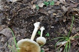 Amanita brunnescens image