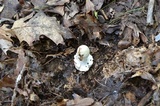 Amanita aestivalis image