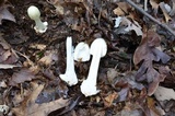 Amanita aestivalis image