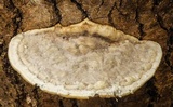 Trametes gibbosa image