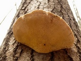 Trametes gibbosa image