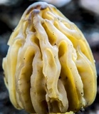 Morchella punctipes image