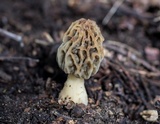 Morchella diminutiva image