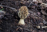 Morchella diminutiva image