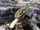 Morchella diminutiva image
