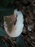 Russula compacta image
