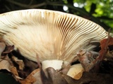 Russula compacta image