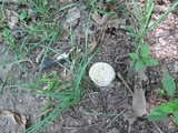Hypomyces hyalinus image