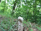 Hypomyces hyalinus image