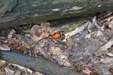 Hygrocybe reidii image