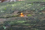 Hygrocybe reidii image