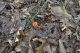 Hygrocybe reidii image