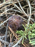 Morchella brunnea image