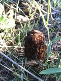 Morchella brunnea image