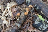 Gymnopus semihirtipes image