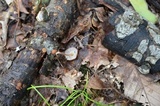 Gymnopus semihirtipes image