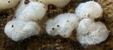 Hobsonia mirabilis image