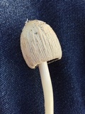 Coprinellus flocculosus image