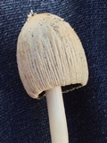 Coprinellus flocculosus image
