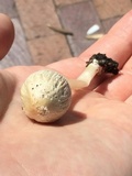 Coprinellus flocculosus image